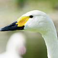 Bewik's Swan