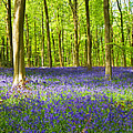 Bluebell Woods