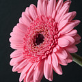 Pink Gerbera