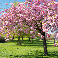 Cherry blossom tree