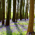 Bluebell Woods