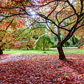 Autumn at Westonbirt Arboretum