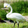 Bewik's Swan