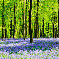 Bluebell Woods