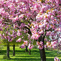 Cherry blossom tree