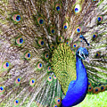 Peacock