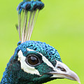 Peacock head