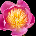 Peony