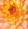 Red and yellow Dahlia