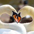 Swans in love
