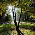 Trees and shadows